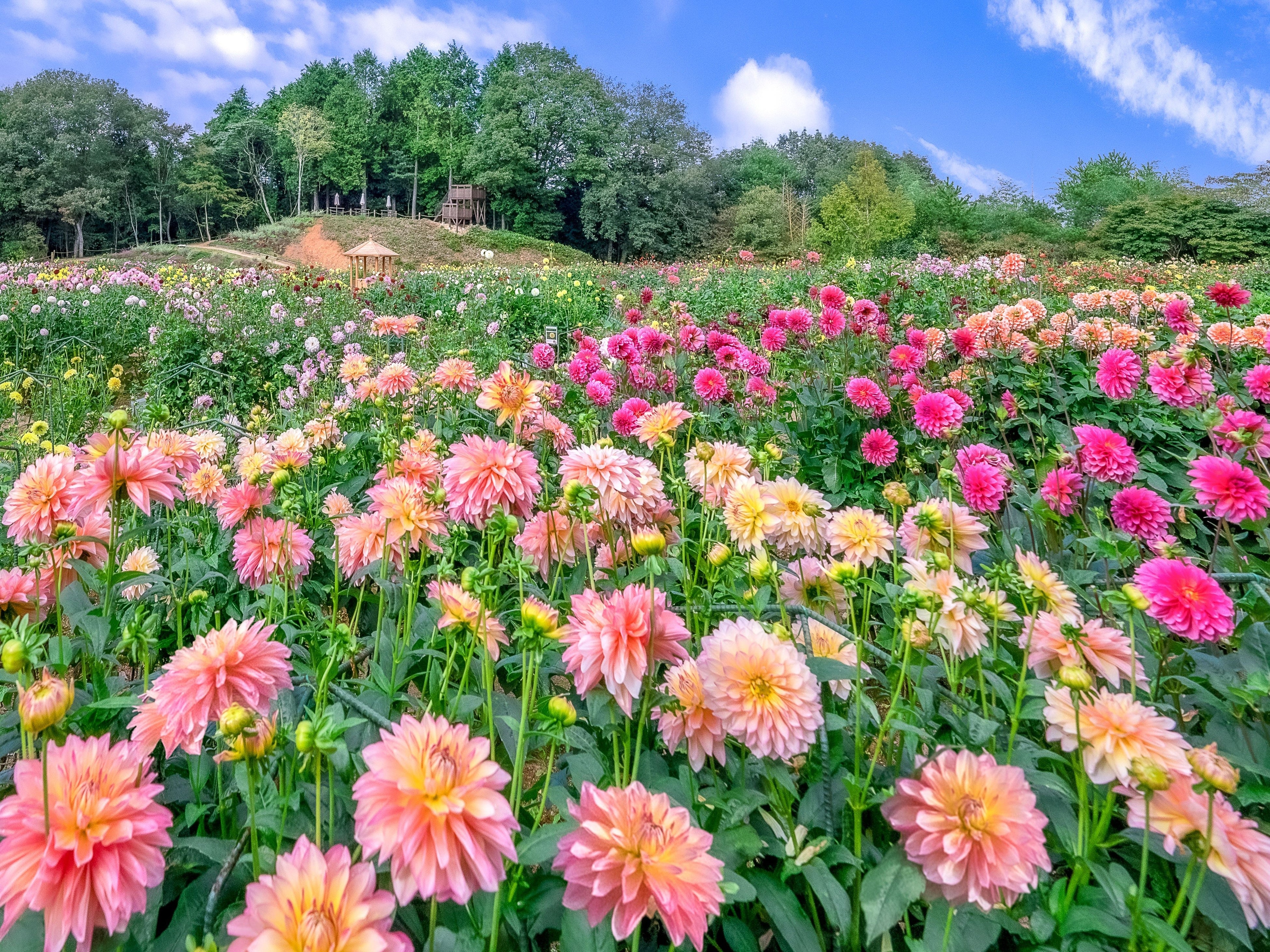 秋の花絶景　ダリアとガーデンマム祭