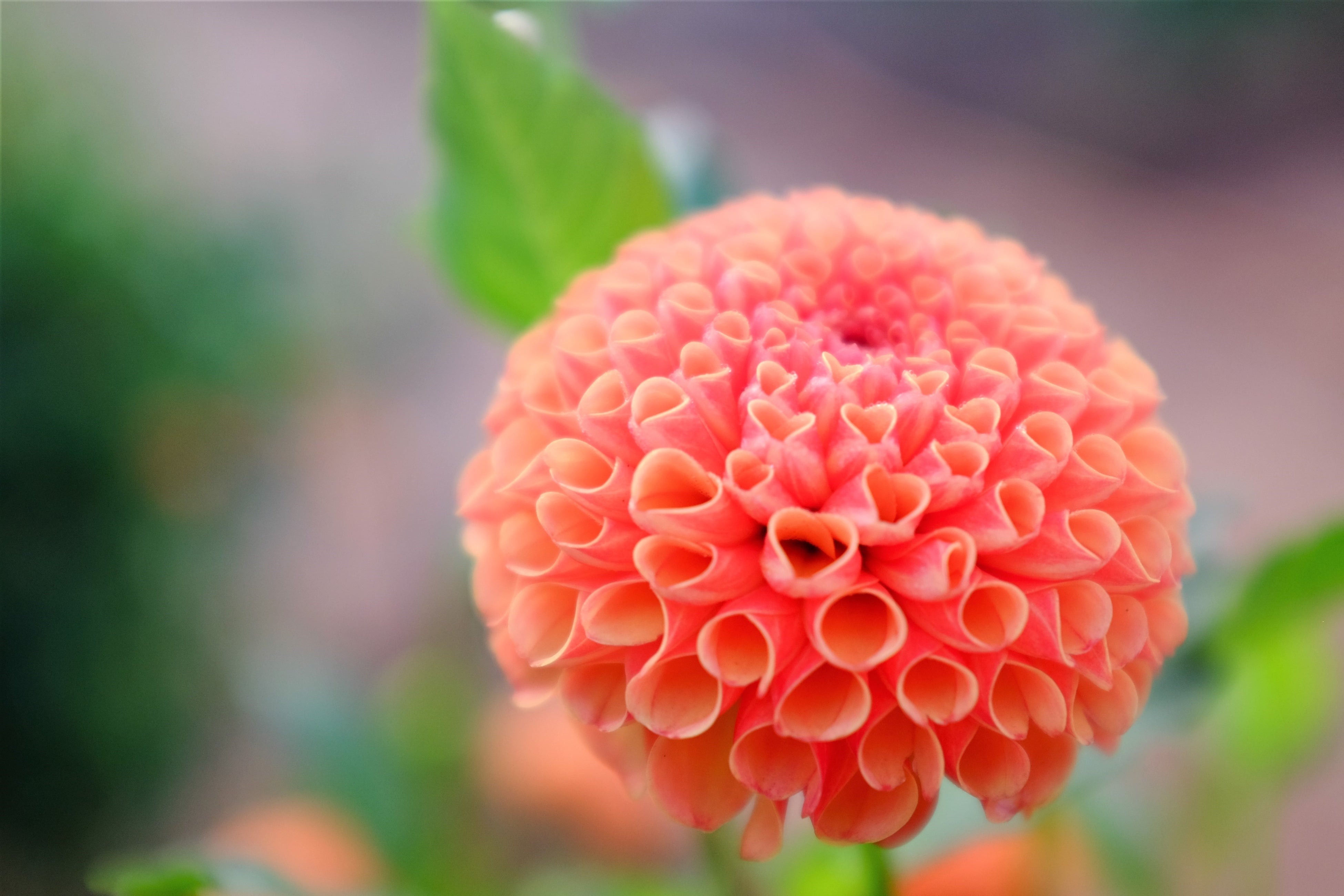 ハート型の花びらのダリアも