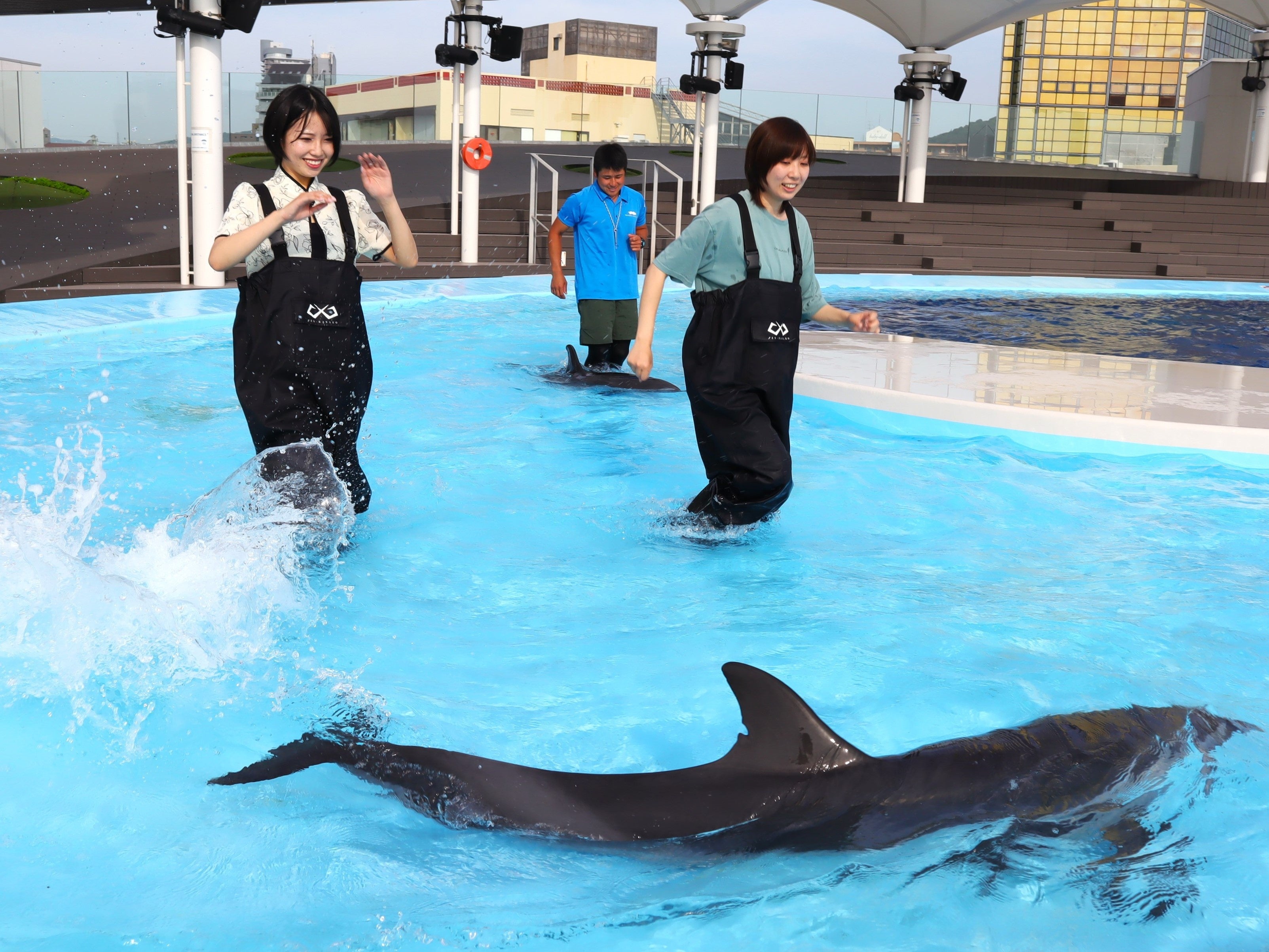 イルカに大接近！四国水族館でシン・体験プログラム「ドルフィンウォーク～浅瀬でジャブジャブ～」をスタートします！