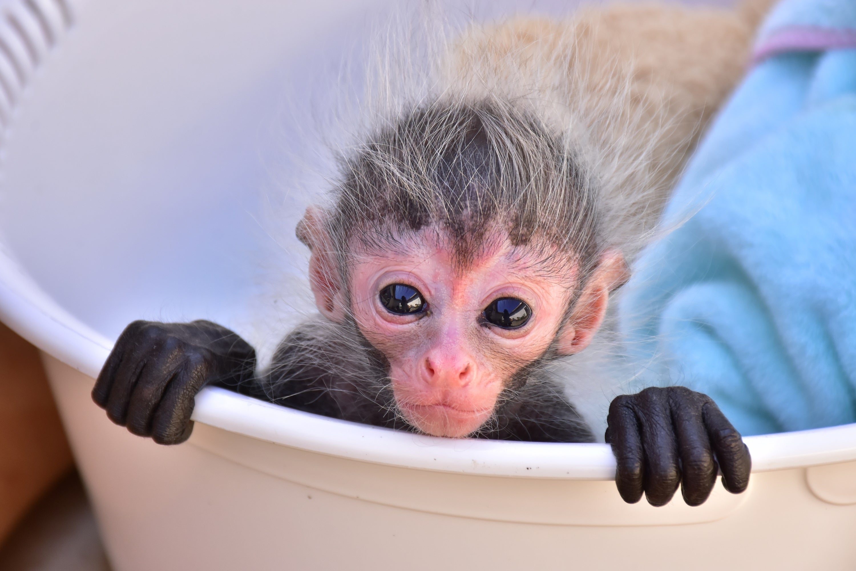 伊豆シャボテン動物公園で「ジェフロイクモザル」と「キンカジュー」の赤ちゃんが誕生！