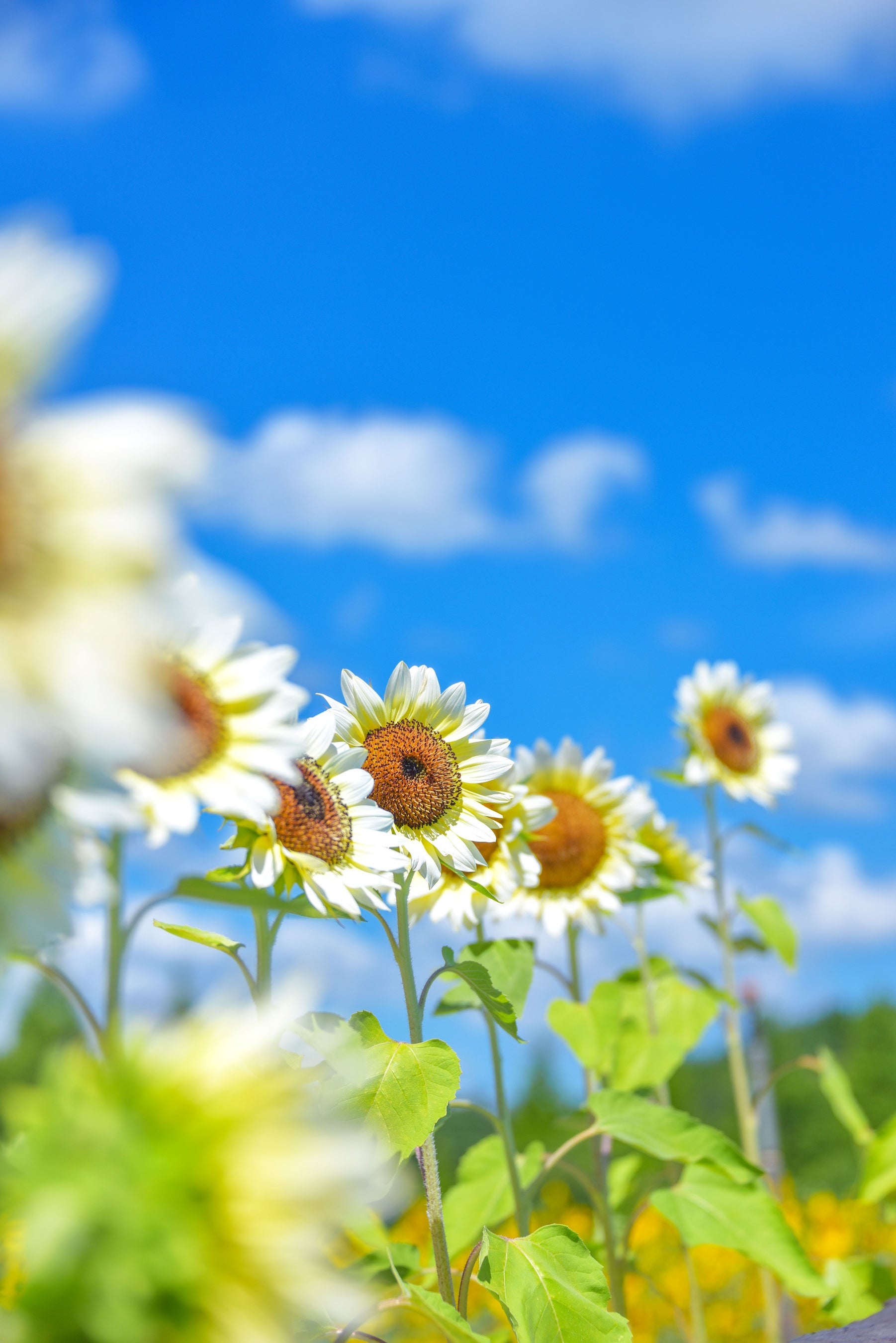 7月29日開園！夏の世羅高原農場ひまわりまつり