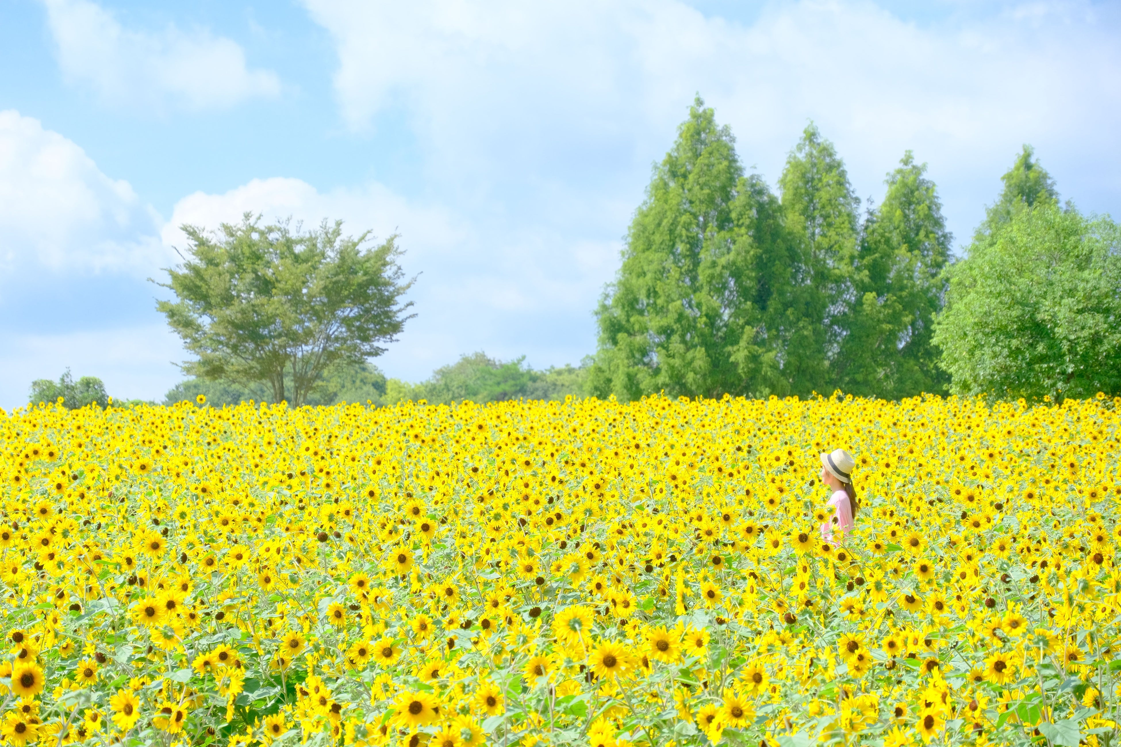 サンフィニティ畑。ゴールデンフォトタイムは畑に人が入らず一面のひまわりを撮影できます