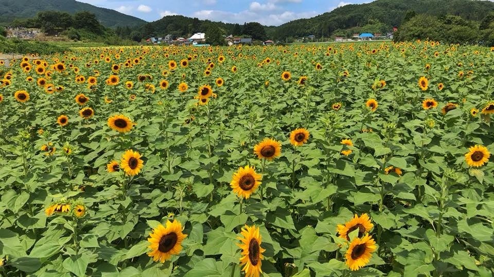 会場となるひまわり畑