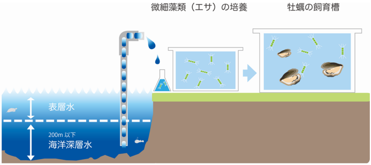 牡蠣の陸上養殖事業イメージ