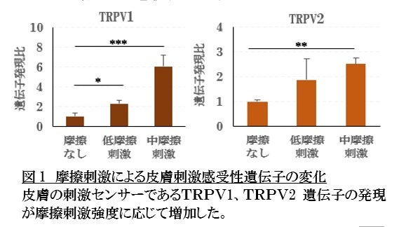 【ファンケル】日常の継続的な摩擦刺激が皮膚の敏感性を高め老化を促進するメカニズムを発見