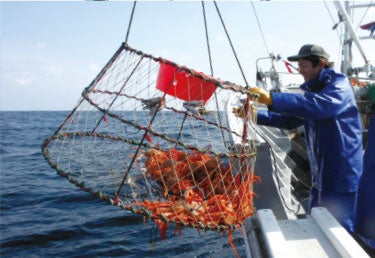 香住蟹漁：ロープに80個程カゴを付け、エサの冷凍サバを入れて鎮める