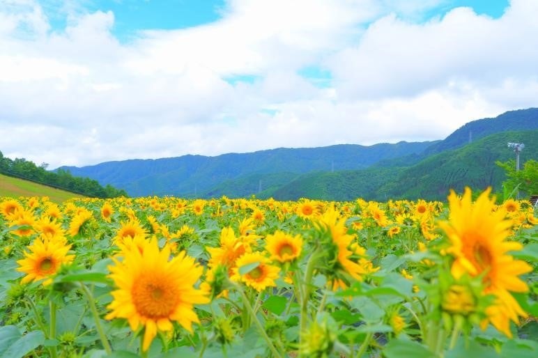 【岐阜県高山市】大輪の花！市内2つのひまわり園が開園中