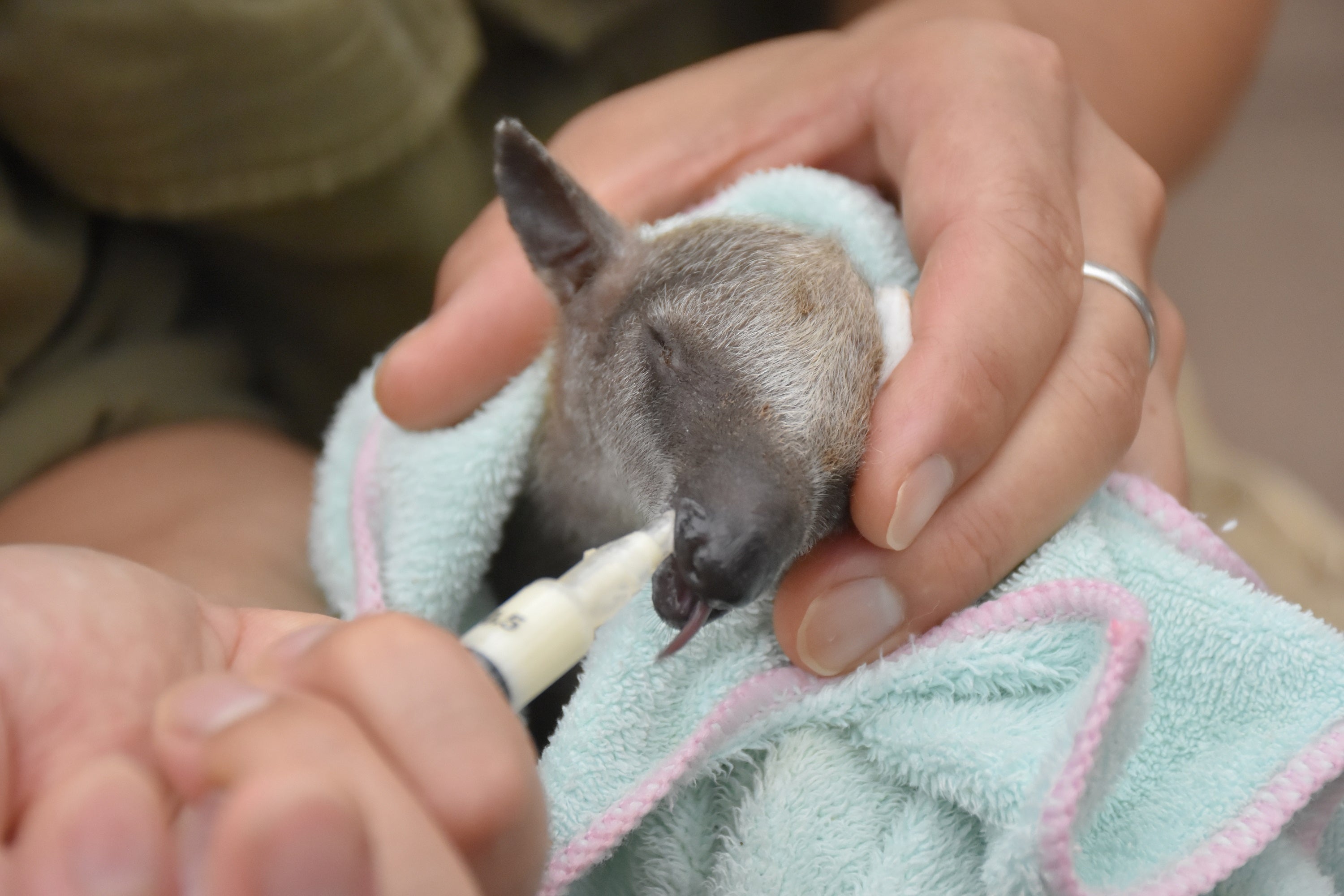 飼育員による授乳のサポート