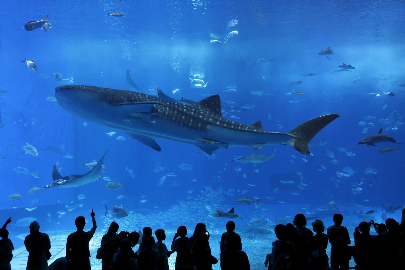 美ら海水族館