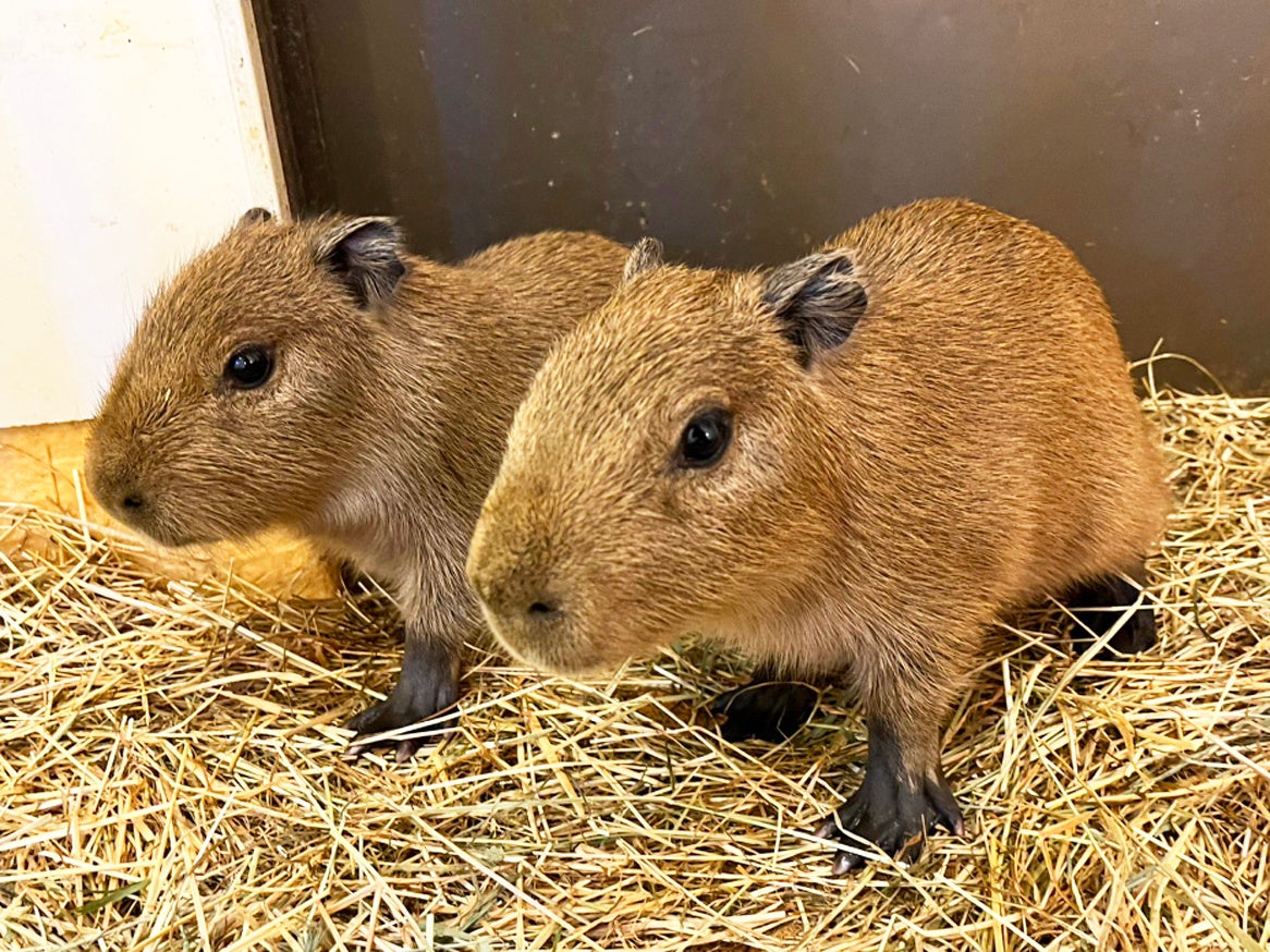 「アニタッチイオンモール土浦」で初めて！カピバラの赤ちゃんが2頭誕生♪