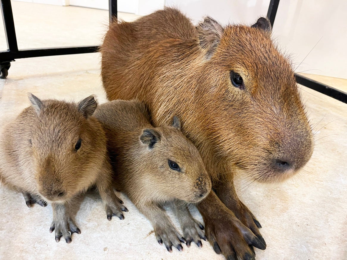 お母さんに寄り添う赤ちゃんたち