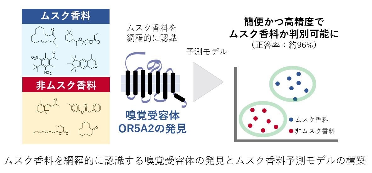 「ムスクの香り」を網羅的に認識する嗅覚受容体の発見