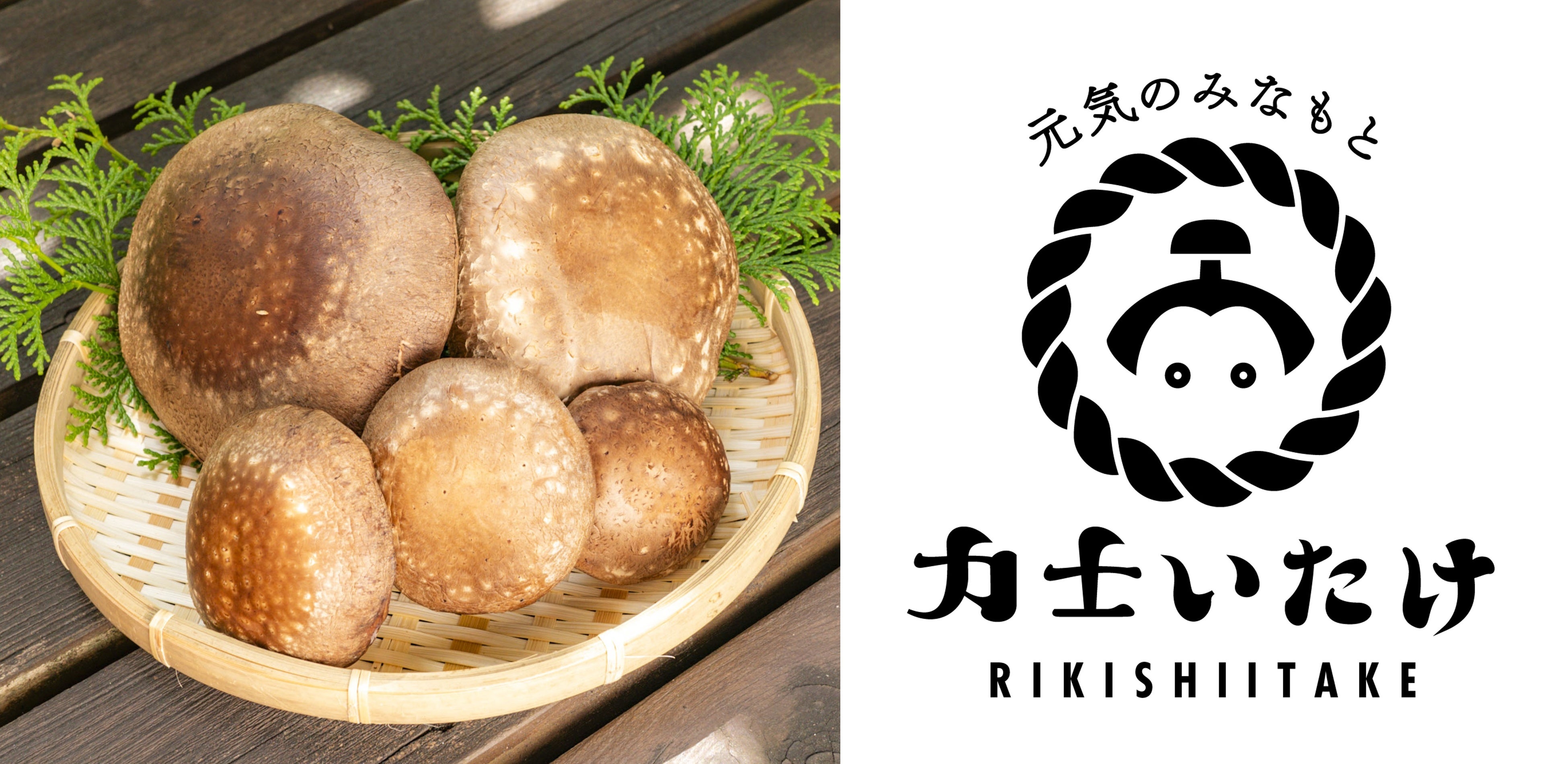 【宮崎県都城市】元気のみなもと『力士いたけ-RIKISHIITAKE』誕生