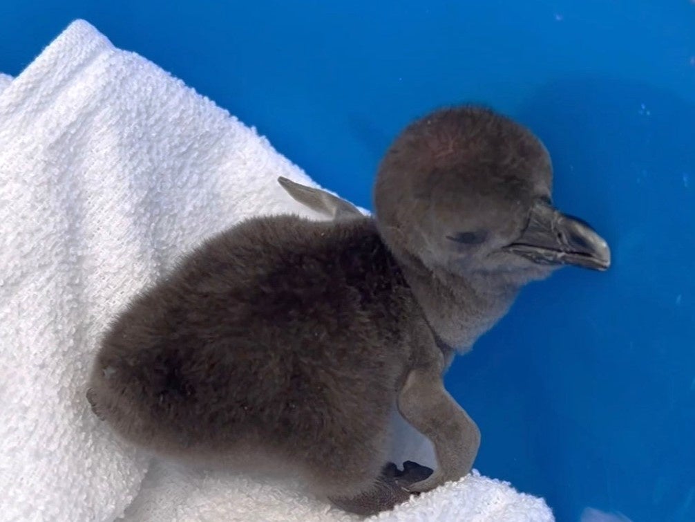 今年もケープペンギンの雛が誕生しました！子育ての様子をご覧いただけます