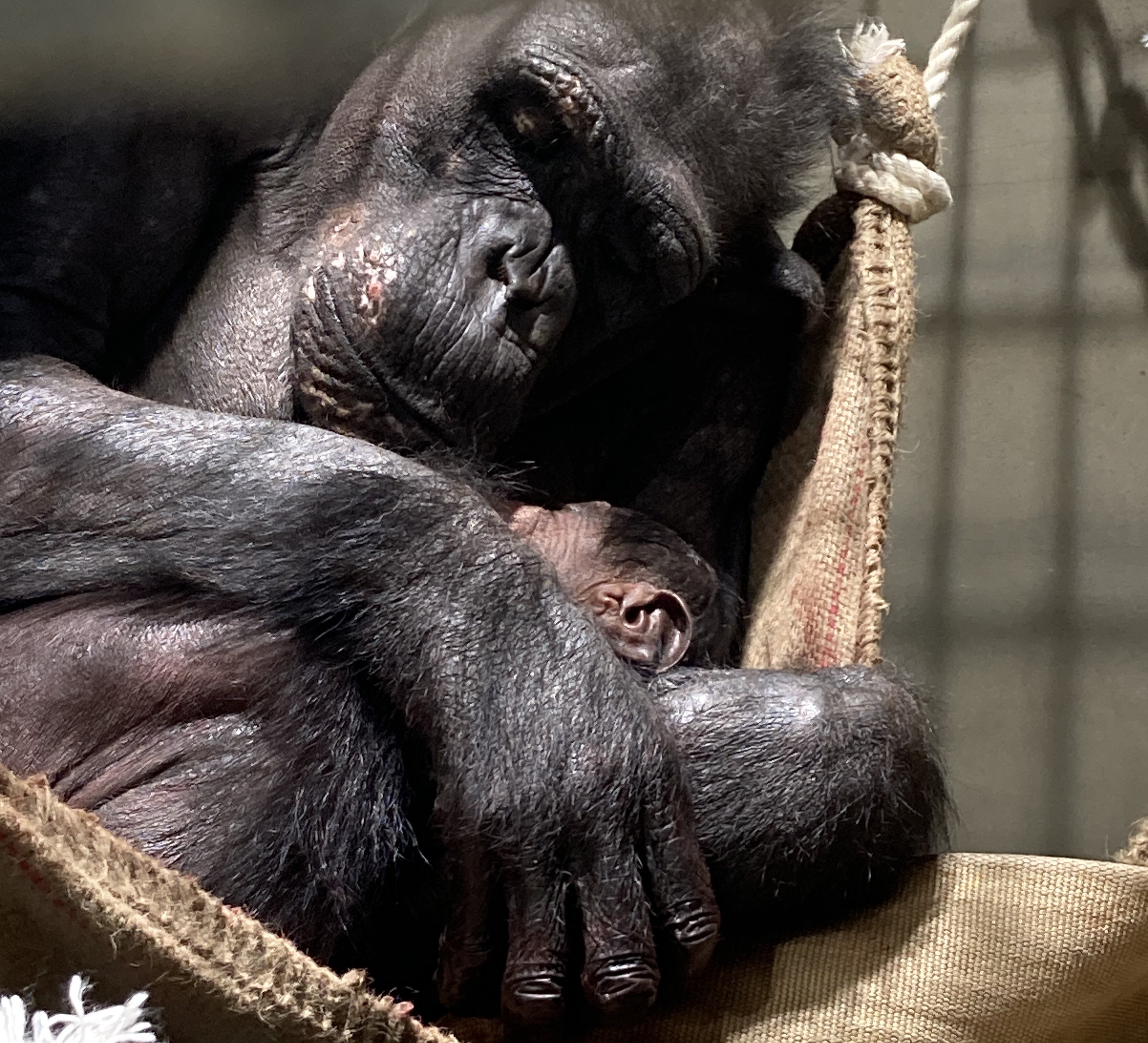 よこはま動物園ズーラシアで、6年ぶりにチンパンジーの赤ちゃんが生まれました！