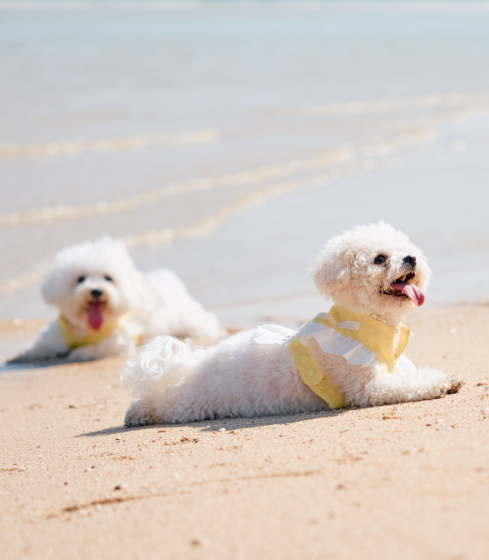 【離島の自然を家族と愛犬と一緒に楽しもう！プライベートヴィラでお子様と愛犬の料金が無料に。連泊割の割引率アップで更に充実！】