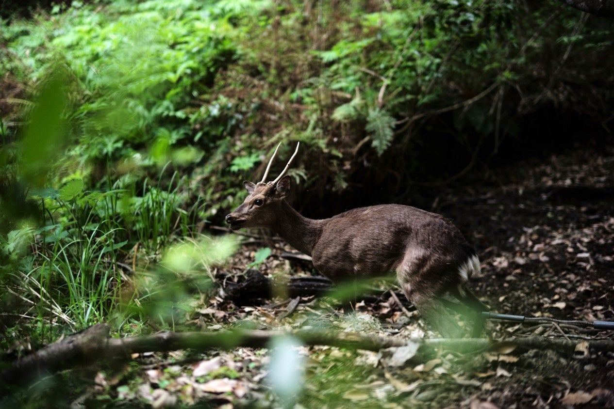 旬のジビエなど厳選食材を通じ、徳島県産食材の新たな魅力を発見する食体験「グランド グルメ トリップ ～徳島～」2日間限定ディナーも登場！