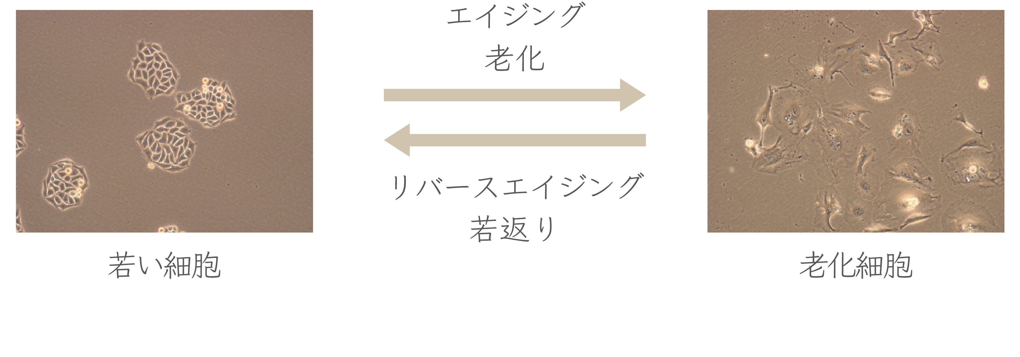 若い細胞と老化細胞