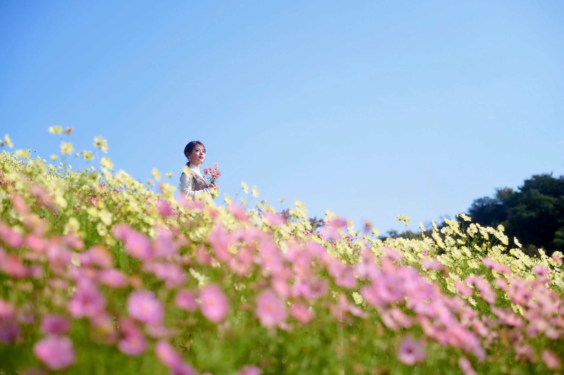 秋の人気フォトスポット「コスモス畑」が間もなく見ごろです。昼は鮮やかに彩るお花畑。夕方には夕陽に透ける花々が演出する情緒あふれる空間へ。神戸の街並み、紅葉など様々なロケーションが楽しめます