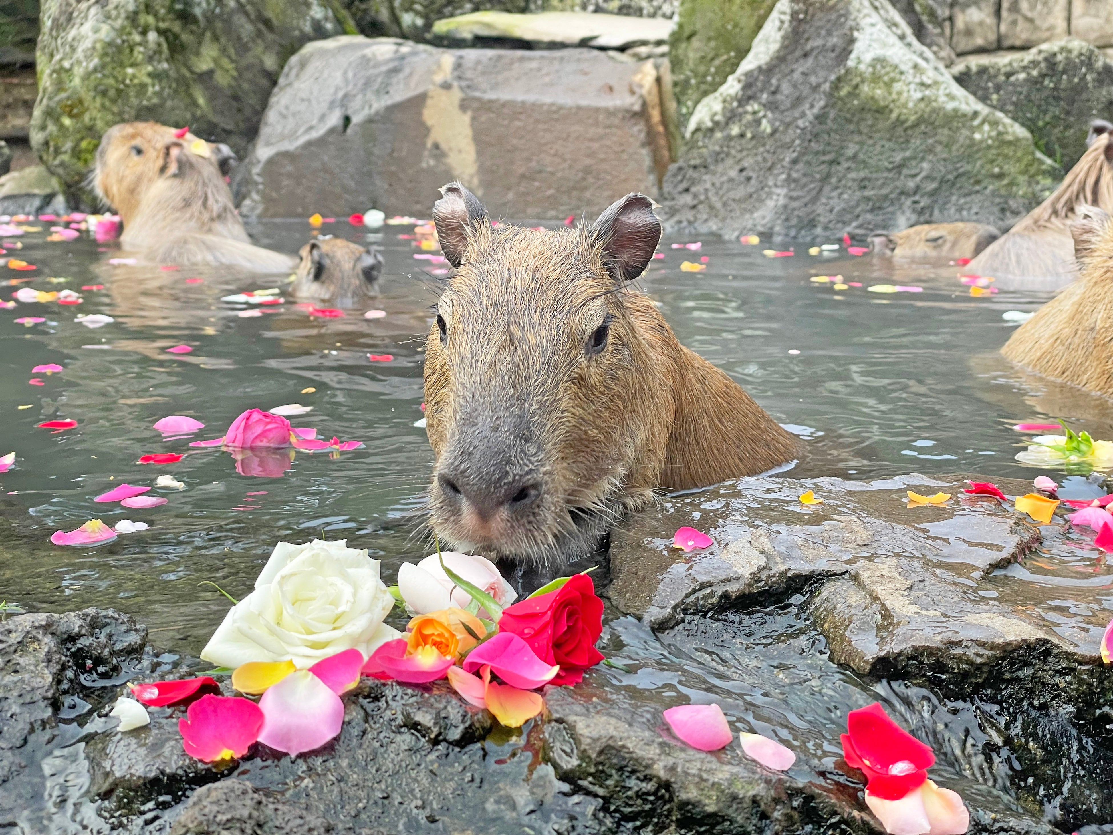 変わり湯「バラの湯」