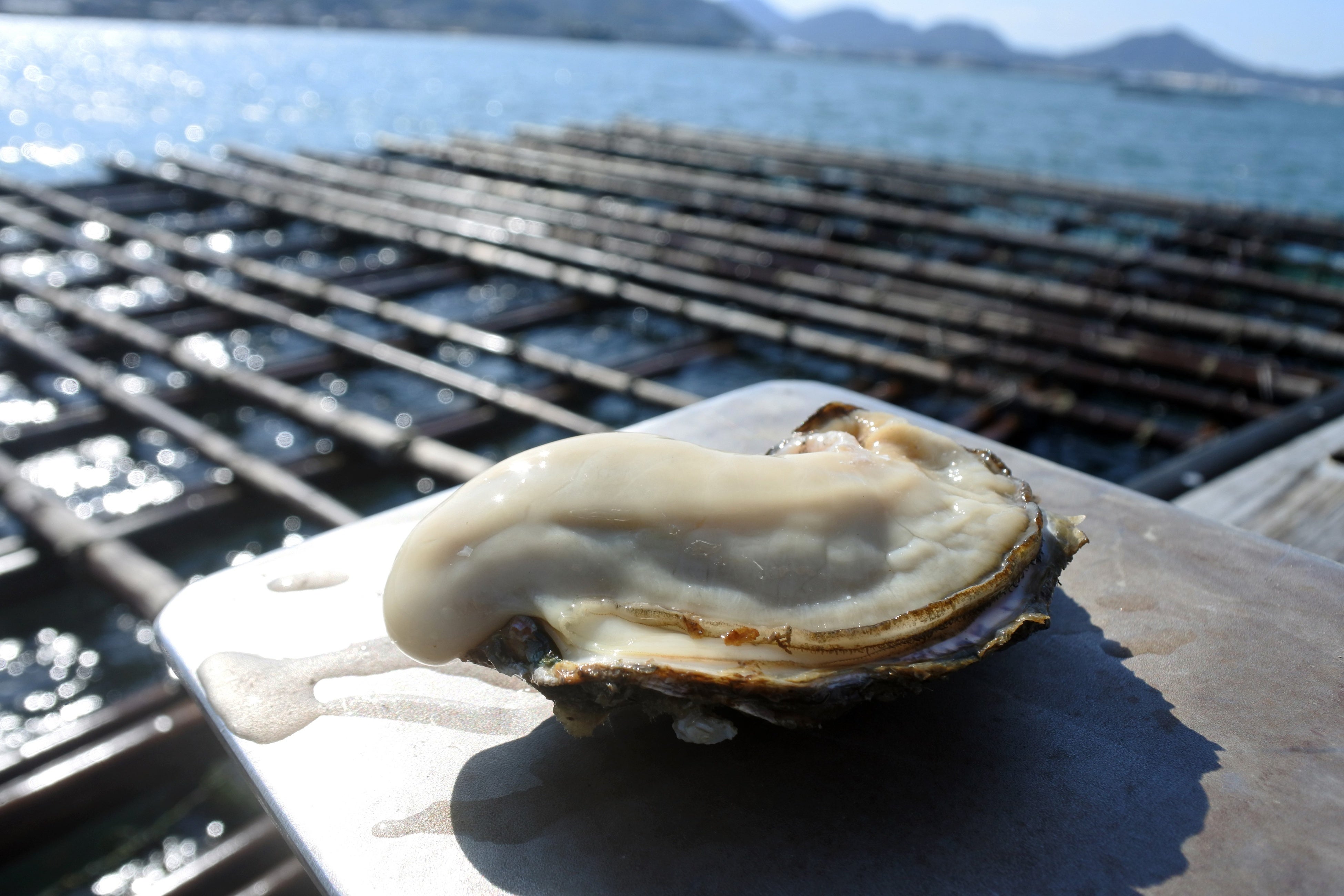 香川のブランド牡蠣・白方の牡蠣