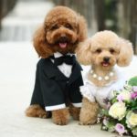 ペットも大切な家族の一員♡そんなペットたちとのご結婚式を挙げるためのHOW TO！