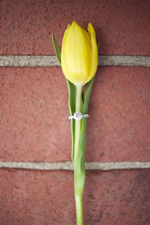 tulip_06