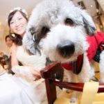 東京で叶う＊大切な家族と一緒に♫ペットと一緒のウェディング3選＊
