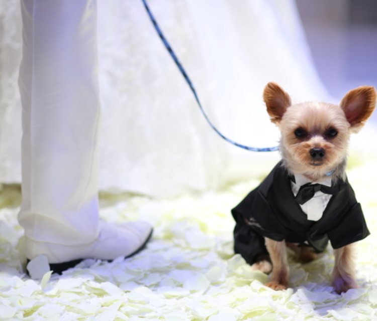 東京 わんちゃんと一緒に結婚式 ペットokの結婚式場３選 Dressy ドレシー ウェディングドレスの魔法に Byプラコレ