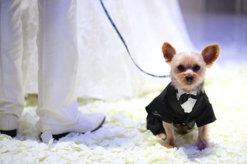 東京 わんちゃんと一緒に結婚式 ペットokの結婚式場３選 Dressy ドレシー ウェディングドレスの魔法に Byプラコレ