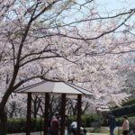 【2020年島根県のオススメお花見スポット】今年は早く咲くかも？初めてのお花見スポットでデートしちゃおう！