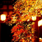 【神奈川】ロマンチックな秋デートにぴったり♡紅葉ライトアップオススメスポット♡