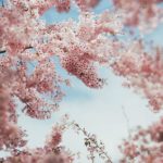 【神奈川県 お花見】桜の時期はすぐそこ！お花見デートスポット♡*