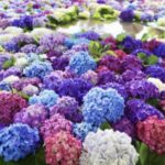 【福岡デートスポット】梅雨時期は紫陽花が見ごろ♡綺麗な紫陽花を楽しめる福岡のデートスポットをご紹介します＊*