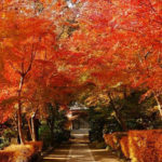 【神奈川県】紅葉スポットご紹介♡～秋の紅葉狩りデートにいかがですか？♡*～
