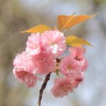 【神奈川 桜】～桜の名所ベスト５＊桜と景色の最高のスポットをご紹介♡～