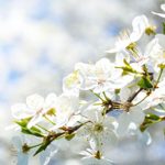 【神奈川 桜】♡春のデートで行きたい横須賀エリアの桜の名所5選♡