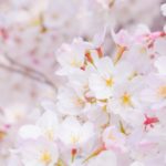 【兵庫 桜の名所ベスト5】2023年最新！兵庫県のお花見スポット５選♡ご夫婦のデートやご家族での行楽にもおすすめです♪