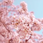 【三重 おでかけ】彩りお花見☆三重県桜スポット5選