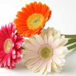 【大阪 ブライダルフラワー】おすすめの花と花言葉✿結婚式をより華やかなものに*