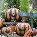 富士花鳥園（静岡県富士宮市）：ハロウィン限定企画2022第1弾！　今年も魔法学校学生とフクロウに囲まれて映え写真を撮ろう！