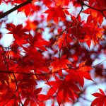 【愛知 紅葉スポット】秋のデートはやっぱりここ！紅葉スポット５選