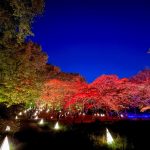 紅葉とイルミネーションの競演！約20種類・約500本の「紅葉見ナイト（もみじみないと）」2022年11月12日（土）～27日（日）開催（国営武蔵丘陵森林公園）