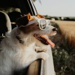 10年以上愛犬を飼っている方111人に聞いた！