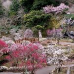 【全国旅⾏⽀援：来年1⽉10⽇から再開】期間中「熱海梅園梅まつり&あたみ桜糸川桜祭り」が開催されます。