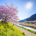 約８００本の河津桜が咲き誇る「みなみの桜と菜の花まつり」　２月１日(水)より開催 伊豆半島最南端の南伊豆町で、ひと足早く春を感じて