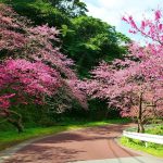 【沖縄 桜】沖縄でお花見デートするならココ！桜スポット5選