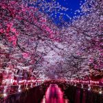 【東京 お花見】大人デートで行きたい都心のお花見スポット7選！ライトアップがきれいな夜桜スポットもあり