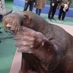 人気者セイウチの「タンポポちゃん」が南知多ビーチランドから伊勢シーパラダイスへ帰って来ます。