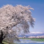 【宮城 お花見】宮城の桜の名所8選をご紹介！前撮りにもおすすめ◎